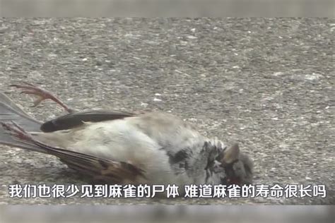 麻雀死在陽台|陽台驚現死鳥！怎辦？